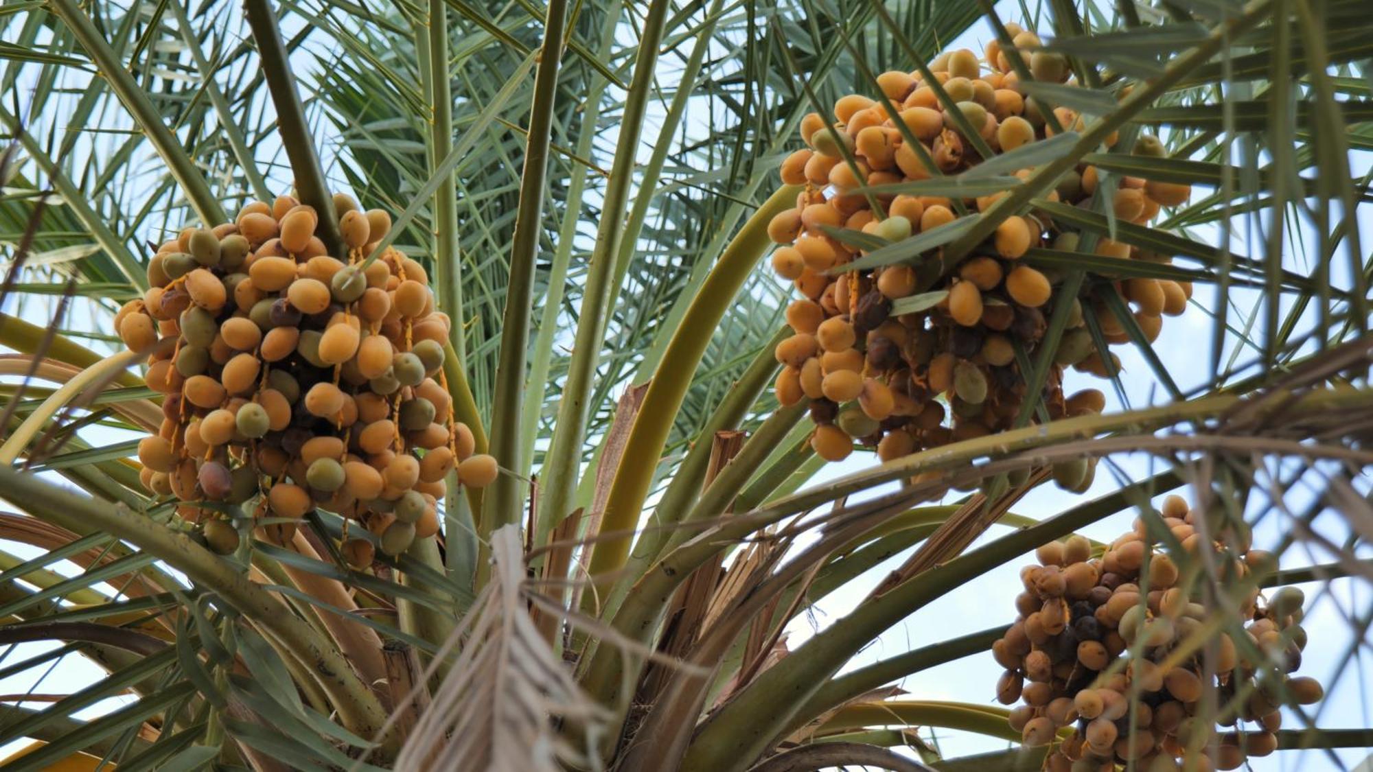Palms Residence Inn دار النخيل Nizwa Extérieur photo